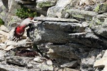 Mauerläufer in Kletterpose