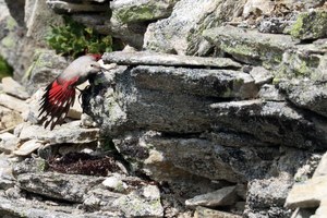 Mauerläufer in Kletterpose