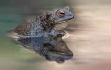 Spieglein...Spieglein...