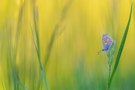 Bellargus in der Frühlingswiese