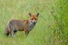 Fuchs am Morgen
