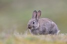 Wildkaninchen