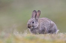 Wildkaninchen