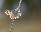 Silbergrüner Bläuling  ( Lysandra coridon )