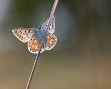 Silbergrüner Bläuling  ( Lysandra coridon )
