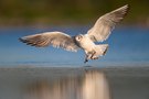 Lachmöwe im Landeanflug