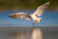 Lachmöwe im Landeanflug