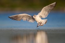Lachmöwe im Landeanflug
