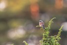 Ein Neuntötermännchen im schönen Ambiente