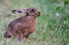nasser Hase