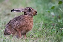 nasser Hase