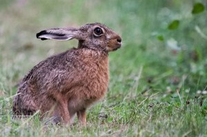 nasser Hase