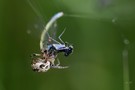 Libelle