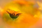 Die eine aus dem Ringelblumen-Meer