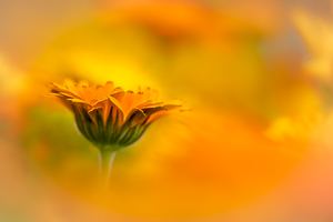 Die eine aus dem Ringelblumen-Meer