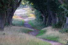 sein Weg