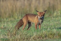 Rotfuchs mit Frühstück