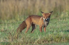 Rotfuchs mit Frühstück
