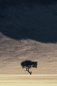 Akazie im Licht
