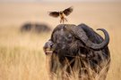 Tierische Landebahn
