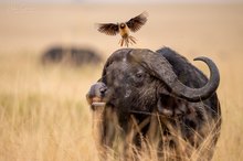 Tierische Landebahn