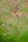 Die Braunrote Stendelwurz