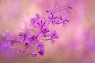 Epilobium