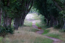 der selbe Weg