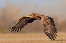 Seeadler