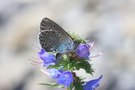 Bläuling auf blauen Blüten