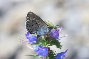 Bläuling auf blauen Blüten