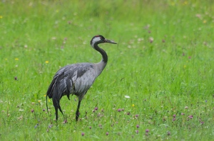 In der Sommerwiese