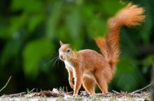 Eichhörnchen