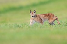 Junger Luchs