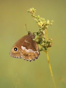 Blaukernauge