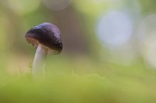 Doe Pilzsaison ist offen