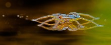 "LICHTspinne"