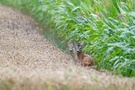 Rehwild...