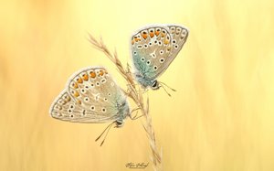 Hauhechel-Doppel