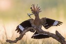 Anflug