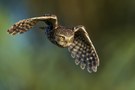 "Athene noctua"