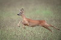 Rehbock in Flight