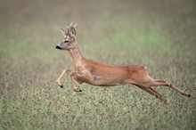 Rehbock in Flight