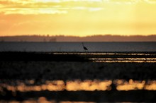 Reiher im Morgenlicht
