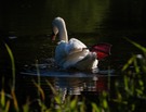Höckerschwan