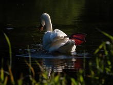 Höckerschwan