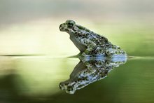 Wechselkröte