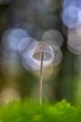 Ein Helmling im Moos