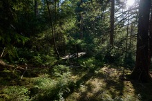 Moorwald