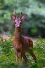 Ich hab Bock auf Fotografieren